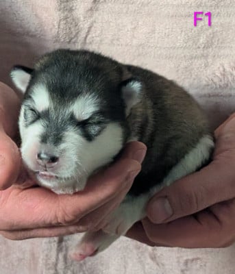 CHIOT 1 - Alaskan Malamute