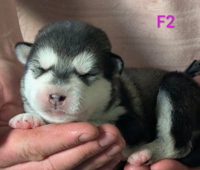 CHIOT 2 - Alaskan Malamute