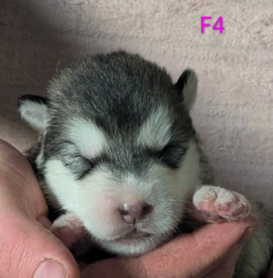 CHIOT 4 - Alaskan Malamute