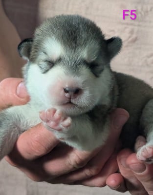 CHIOT 5 - Alaskan Malamute