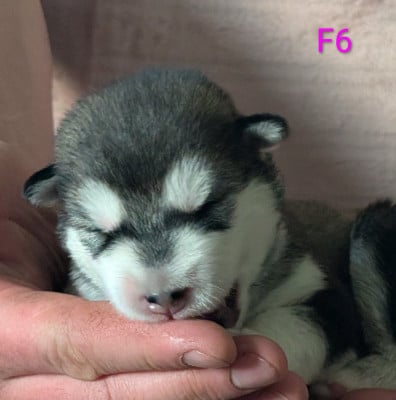 CHIOT 6 - Alaskan Malamute