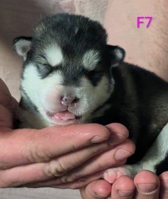 CHIOT 7 - Alaskan Malamute