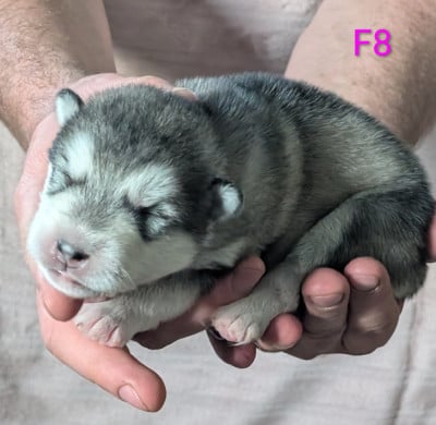 CHIOT 8 - Alaskan Malamute