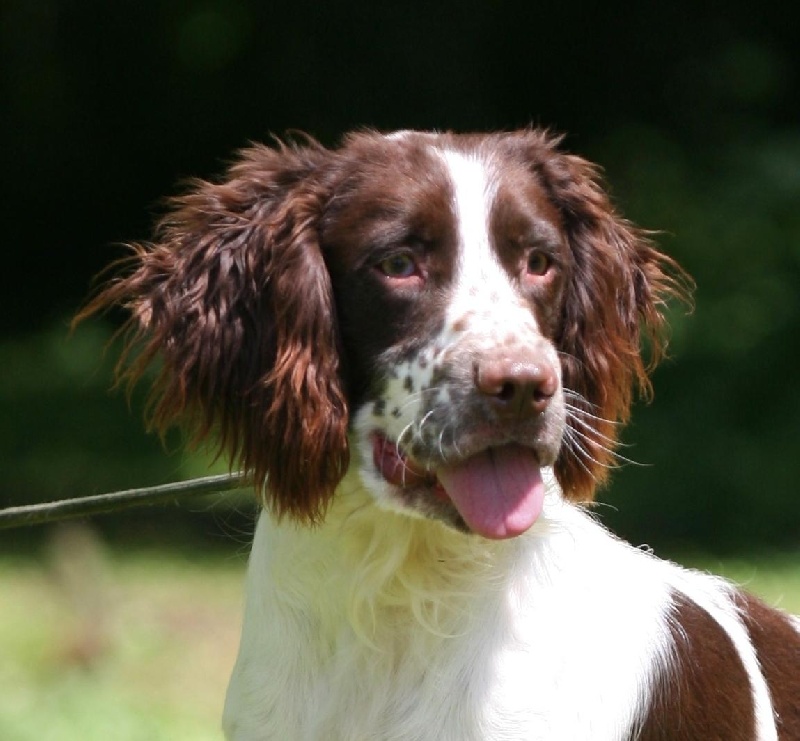 Publication : Sologne Hunters's