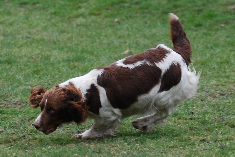 Publication : Sologne Hunters's