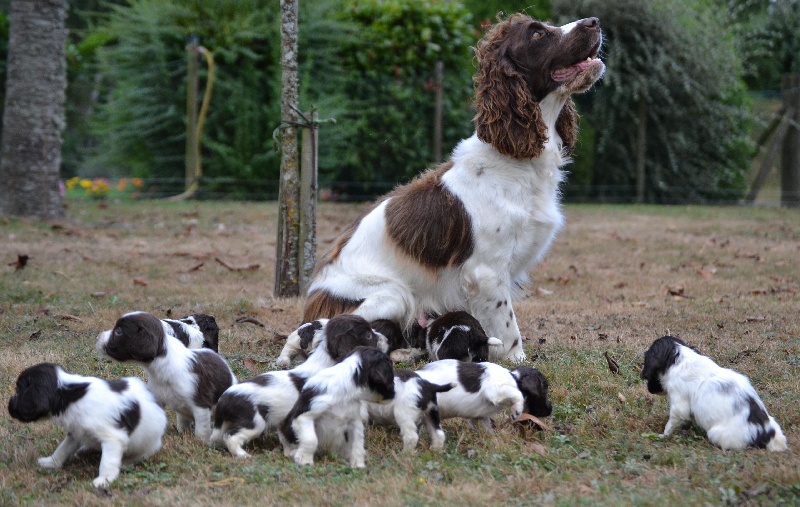 Publication : Sologne Hunters's