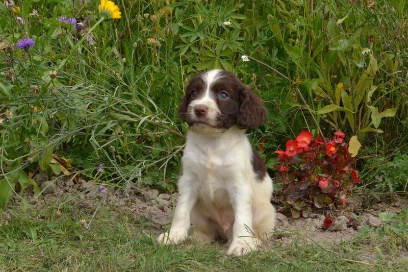 Chiot Sologne Hunters S Chiots English Springer Spaniel