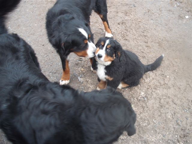 Elanka de la Lumière d'Eden