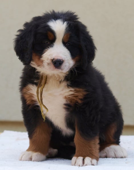 Gaia de la Lumière d'Eden