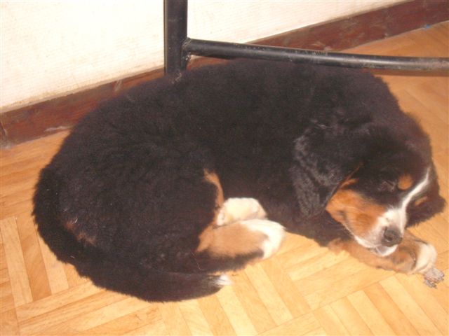 Elanka de la Lumière d'Eden