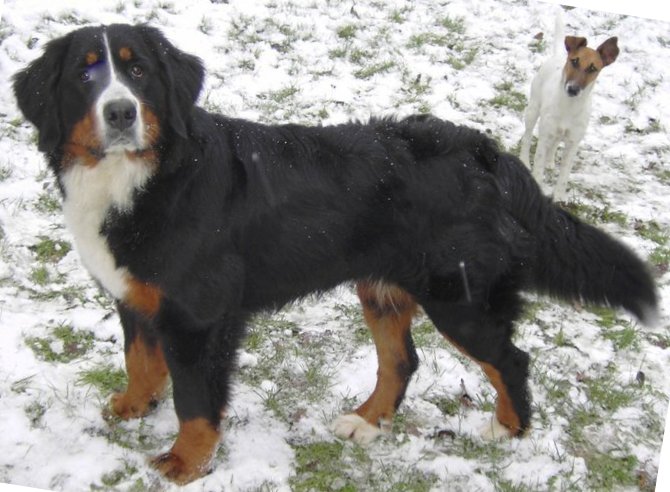 Elanka de la Lumière d'Eden