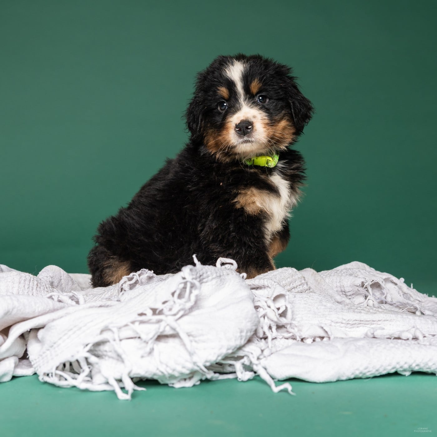 Bouvier Bernois - de la Lumière d'Eden