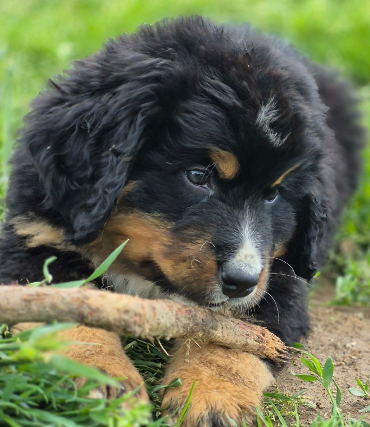 Chiot Noir
