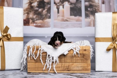 Les chiots de Bouvier Bernois