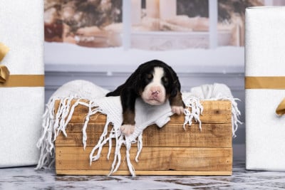 Les chiots de Bouvier Bernois