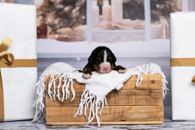 Les chiots de Bouvier Bernois