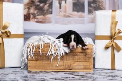 Les chiots de Bouvier Bernois