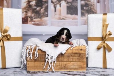 Les chiots de Bouvier Bernois