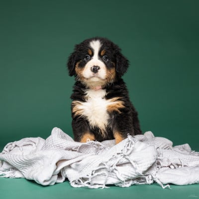 Les chiots de Bouvier Bernois