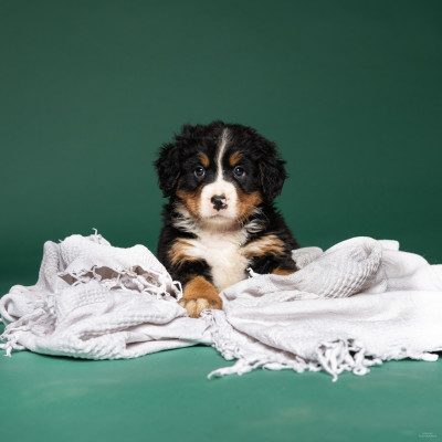 Les chiots de Bouvier Bernois