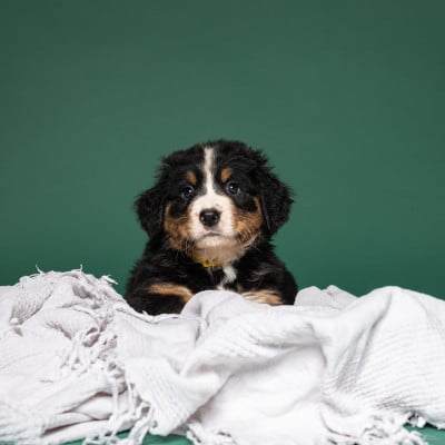 Les chiots de Bouvier Bernois