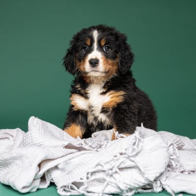 Les chiots de Bouvier Bernois