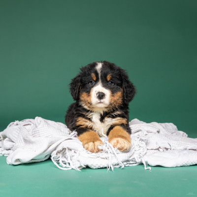 Les chiots de Bouvier Bernois