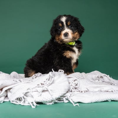 Les chiots de Bouvier Bernois