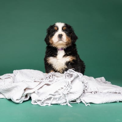 Les chiots de Bouvier Bernois