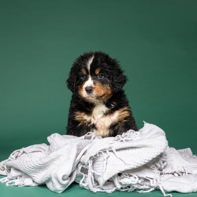 Les chiots de Bouvier Bernois