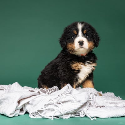 Les chiots de Bouvier Bernois