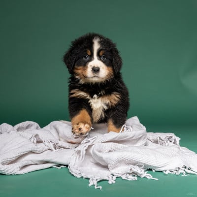 Les chiots de Bouvier Bernois
