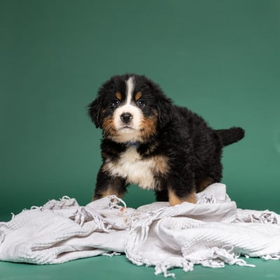 Les chiots de Bouvier Bernois