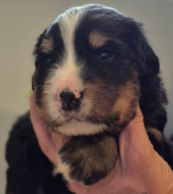 Les chiots de Bouvier Bernois