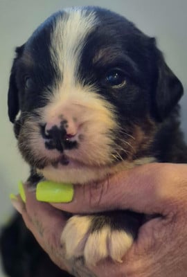 Les chiots de Bouvier Bernois