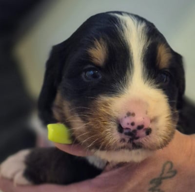 Les chiots de Bouvier Bernois