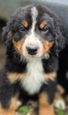 Les chiots de Bouvier Bernois