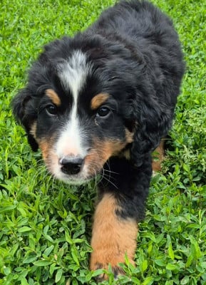 Les chiots de Bouvier Bernois