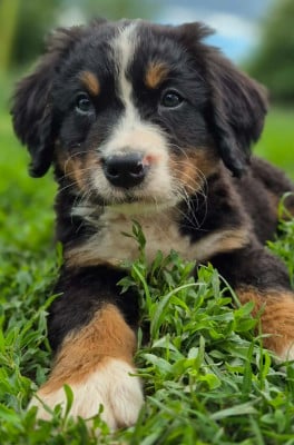 Les chiots de Bouvier Bernois