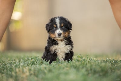 Les chiots de Bouvier Bernois