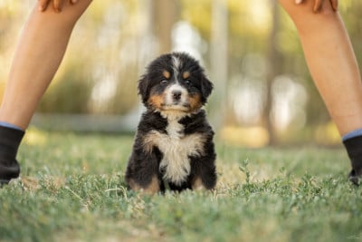Les chiots de Bouvier Bernois