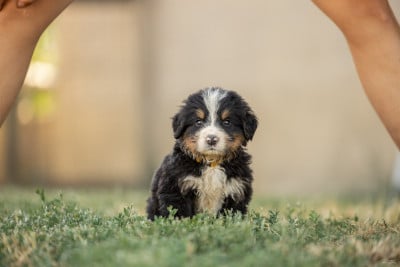 Les chiots de Bouvier Bernois