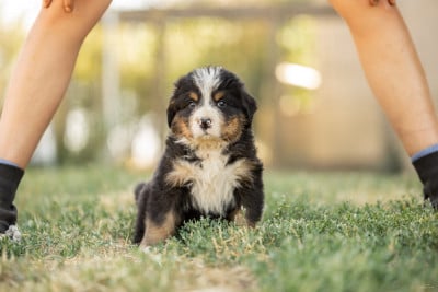 Les chiots de Bouvier Bernois