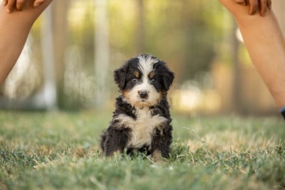 Les chiots de Bouvier Bernois