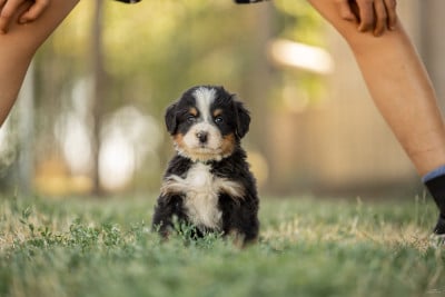 Les chiots de Bouvier Bernois