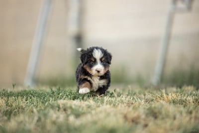 Les chiots de Bouvier Bernois