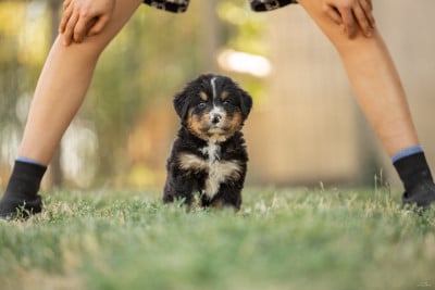 Les chiots de Bouvier Bernois