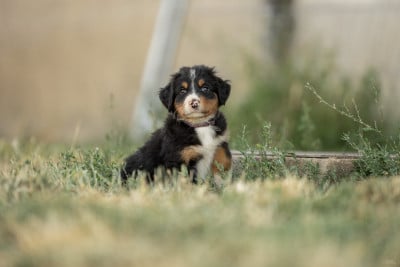 Les chiots de Bouvier Bernois