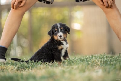 Les chiots de Bouvier Bernois