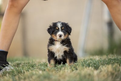Les chiots de Bouvier Bernois